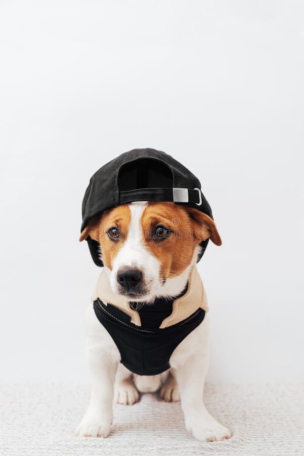 Branca e castanho engraçada, Jack Russell Terrier cão vestindo um chapéu preto de fundo branco. Conceito de roupas de animais de e imagens de stock royalty free