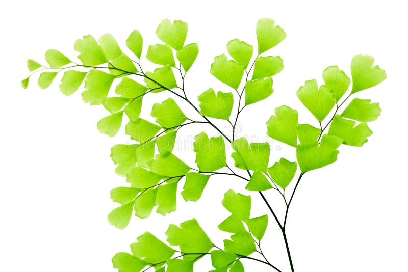 Branch royalty free stock photo