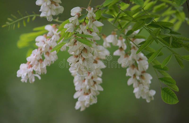 Branch of Acacia Flowers in spring time