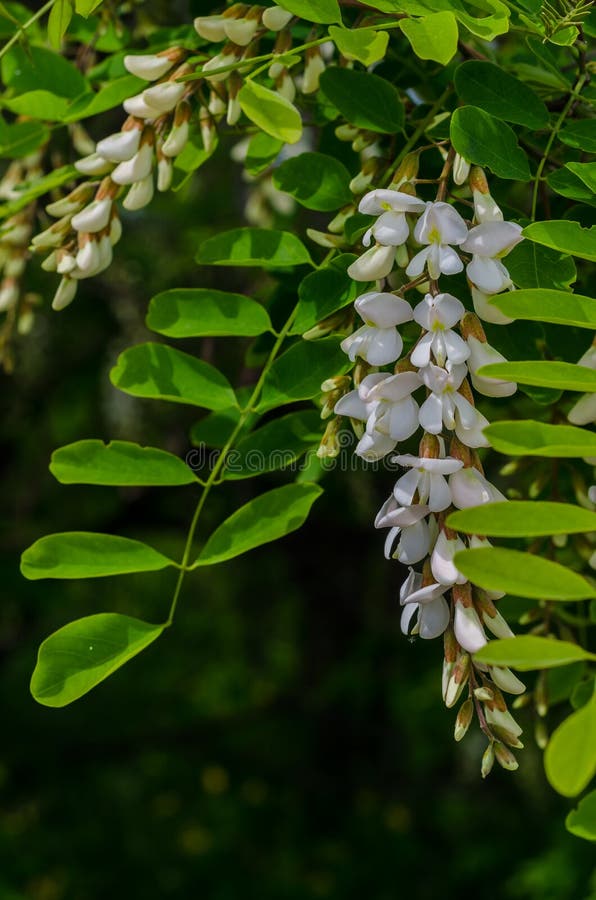 Branch of Acacia Flowers on the Tree Stock Image Image of head