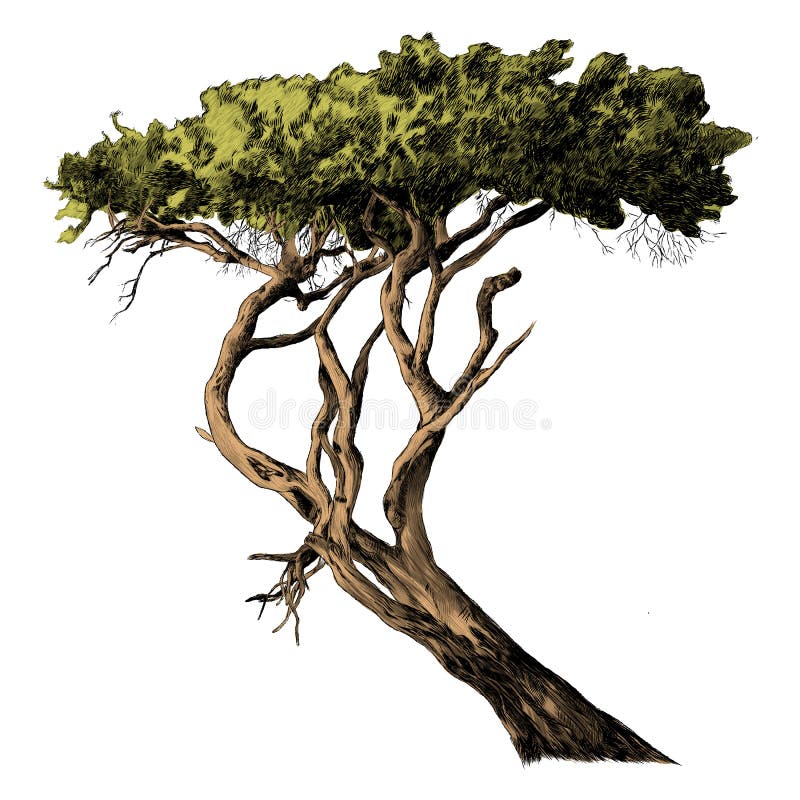 A branch of the African tree sketch vector graphics vector illustration