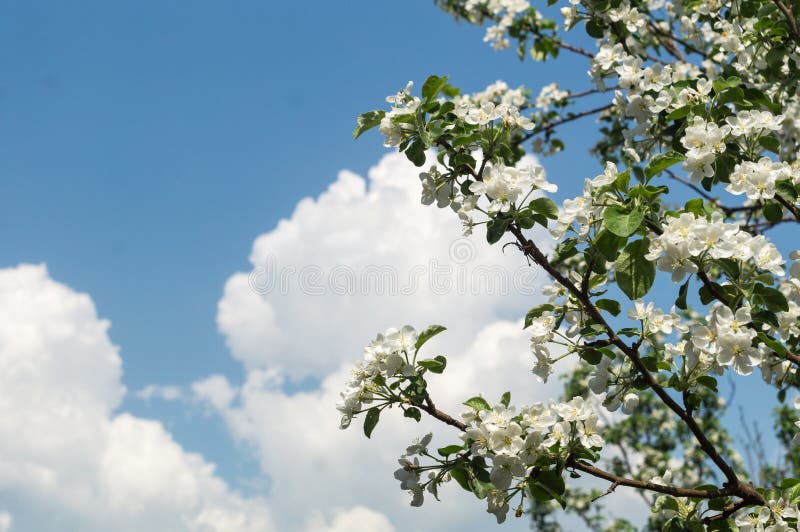 Branch Apple tree with flowers on background of blue sky with clouds