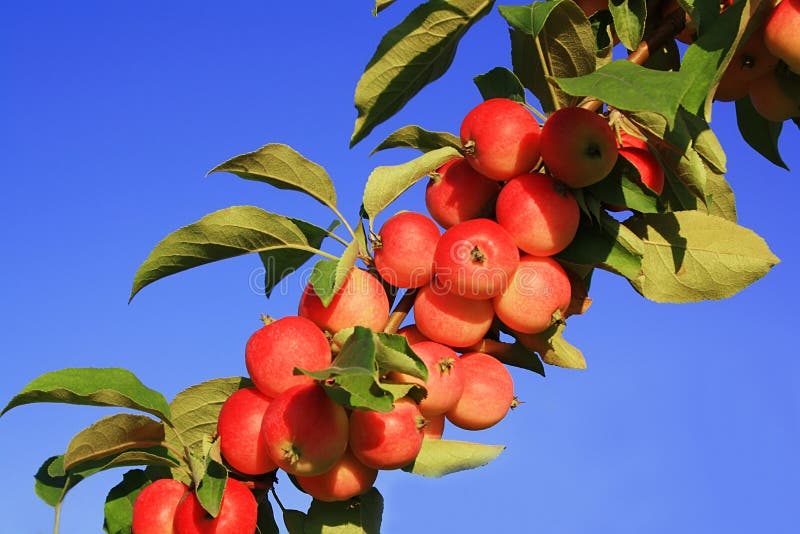 Branch of apple-tree with red apples