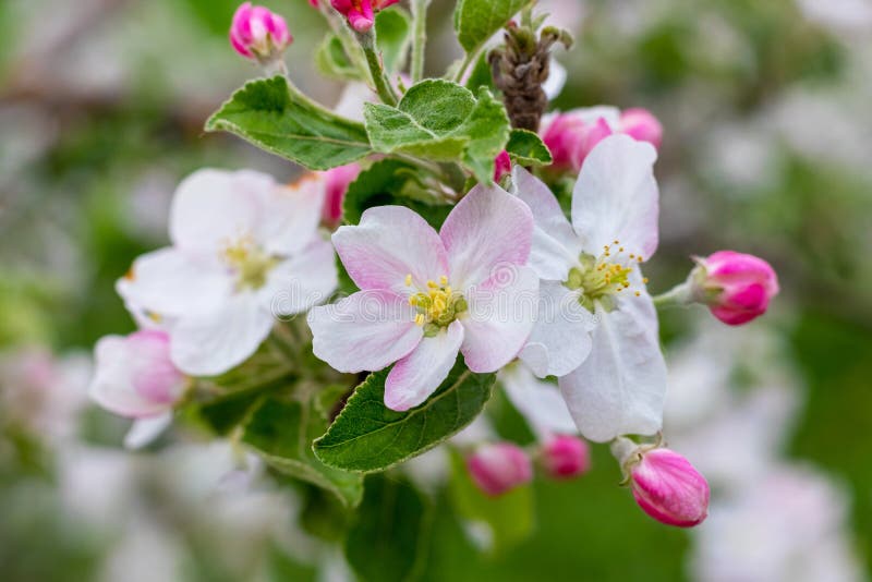 A Branch of an Apple Tree with White and Pink Flowers and Buds on a