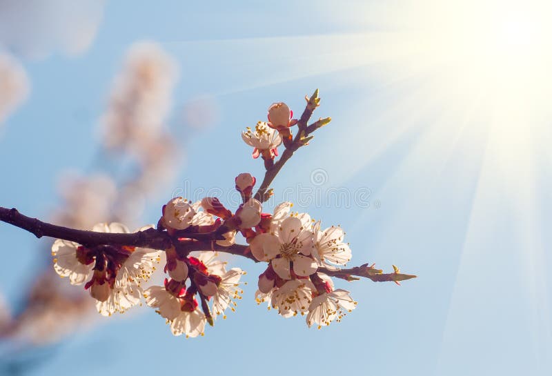 Branch With Apricot Blossom In Warm Sunset Light Stock Image - Image of ...