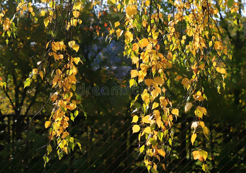 Branch Of Autumn Birch Tree Stock Photo Image Of Leaves Garden 99499394