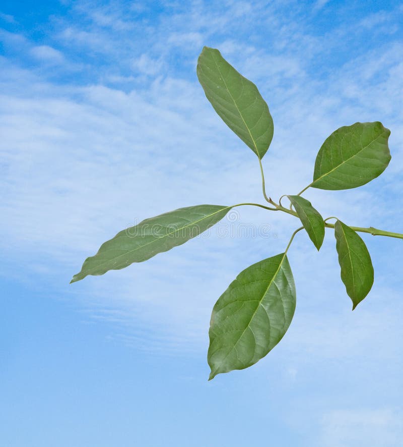 Branch of avocado tree