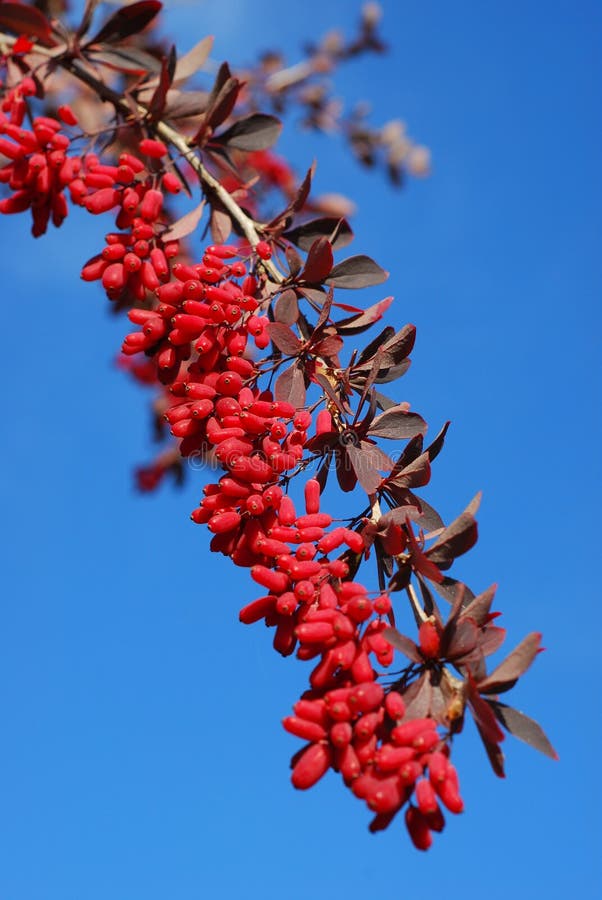 Branch of berberis stock photos