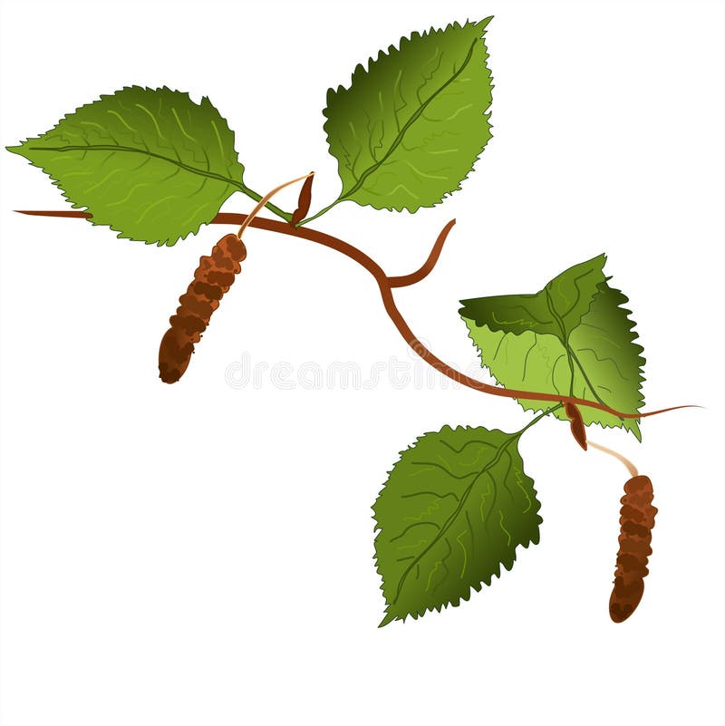 Birch Branches Stock Illustration - Download Image Now - Birch Tree, Leaf,  Branch - Plant Part - iStock