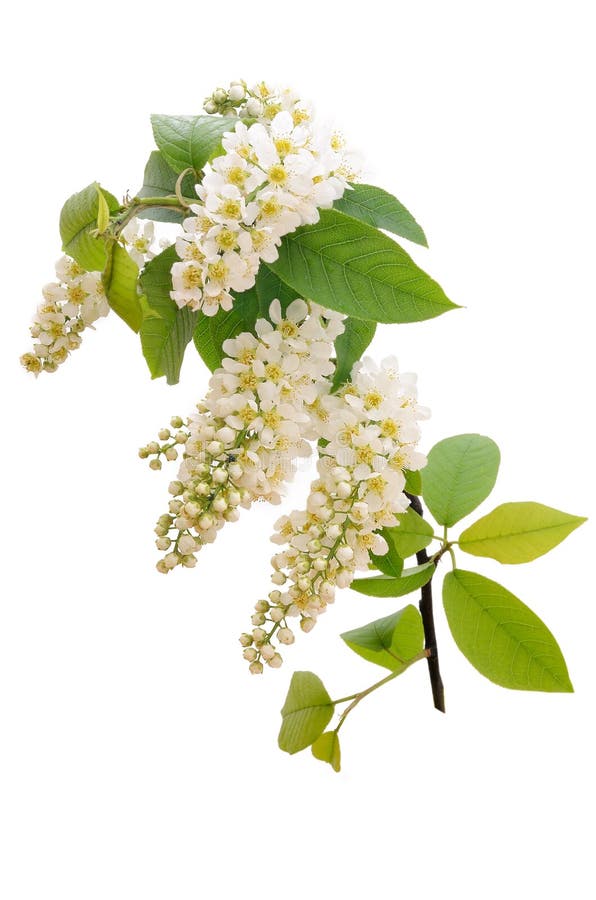 The branch of bird-cherry tree royalty free stock photography The branch of bird-cherry tree royalty free stock photography