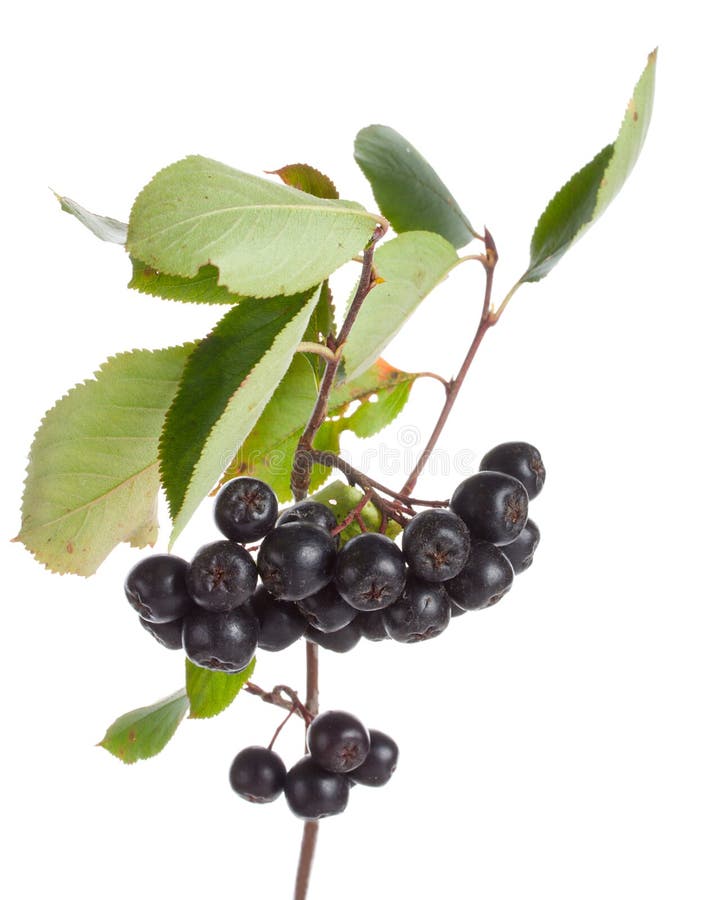Branch of black ashberries