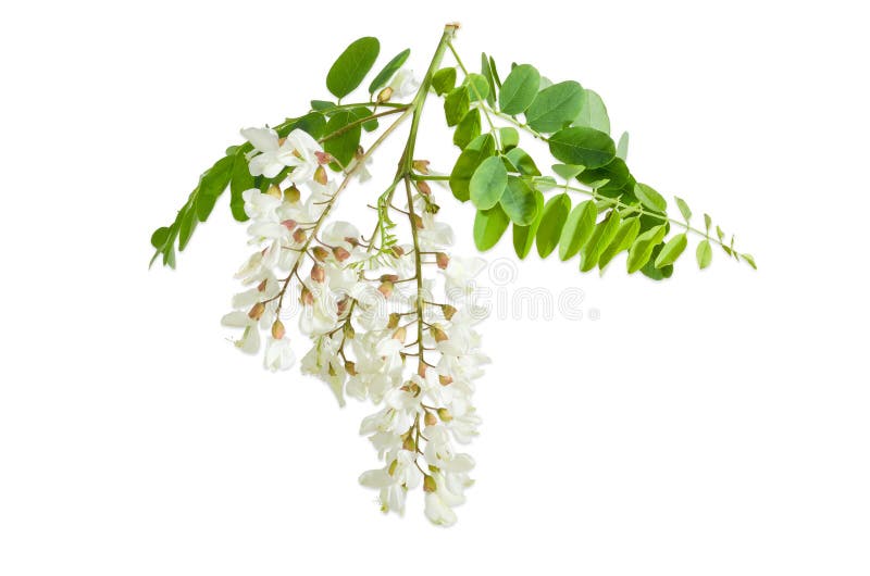 black locust tree flowers