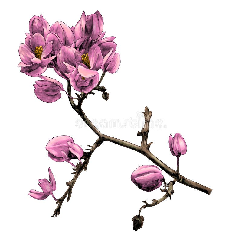 Branch of the blooming Antigonon leptopus vector illustration
