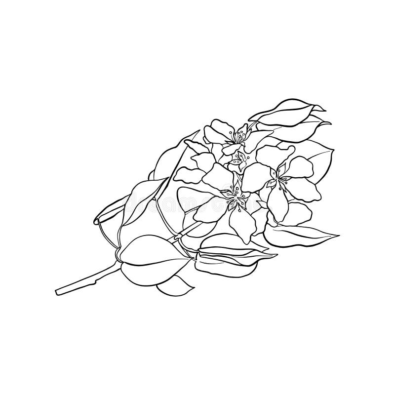 Branch of blooming apple tree stock illustration