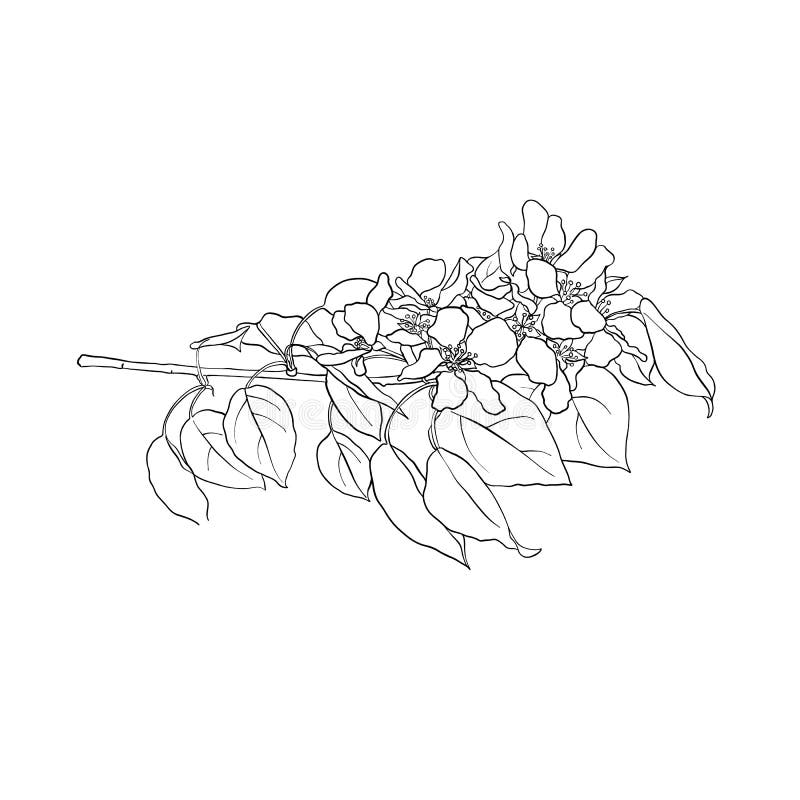 Branch of blooming apple tree stock illustration