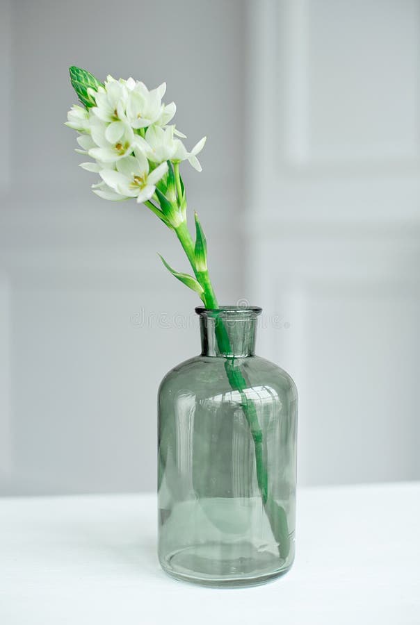 Branch of blooming white hyacinths in a glass vase. royalty free stock image Branch of blooming white hyacinths in a glass vase. royalty free stock image