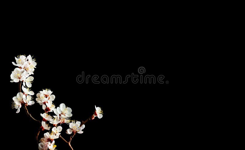 A branch of a blossoming apple tree on a black background. Ð¡opy space for text. A brief moment of spring, enjoying the instant of