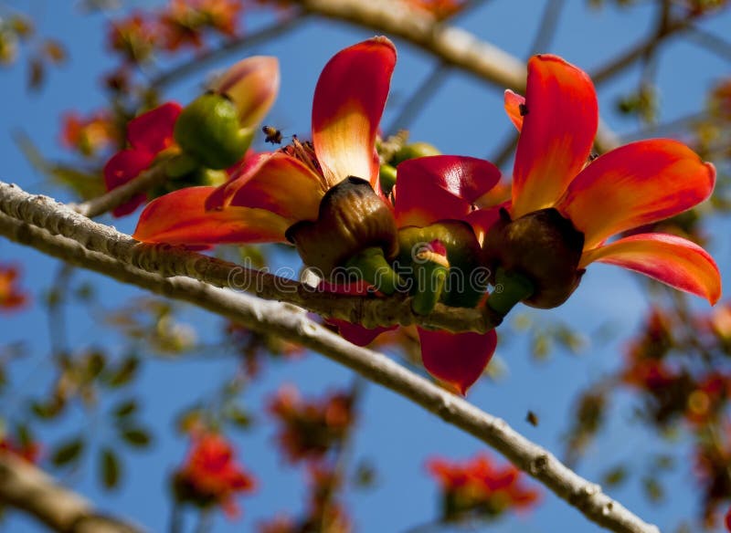 Branch of blossoming Bombax ceiba tree or Red Silk Cotton Flower