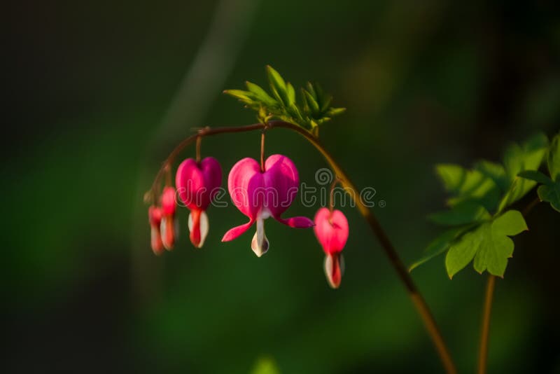Branch with blossoming of the bright and unusual pink flowers The Broken Heart. The spring nature in April. Background. stock photography Branch with blossoming of the bright and unusual pink flowers The Broken Heart. The spring nature in April. Background. stock photography