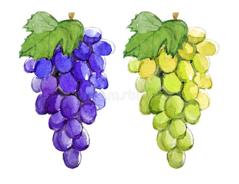 Branch of blue and green grapes, watercolor illustration