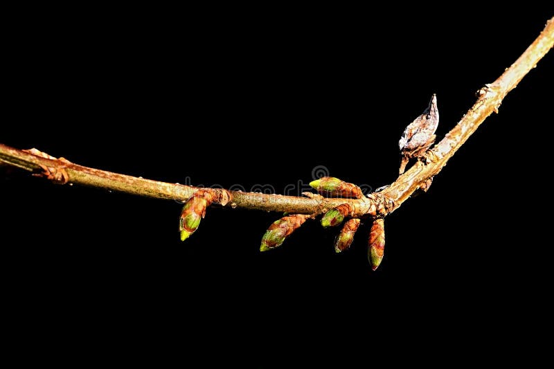 Branch of Border Forsythia shrub, latin name Forsythia Intermedia with fresh early spring flower buds. stock images