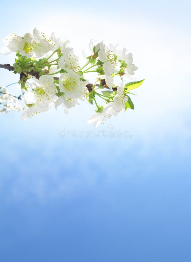 The branch with cherry flowers over blue