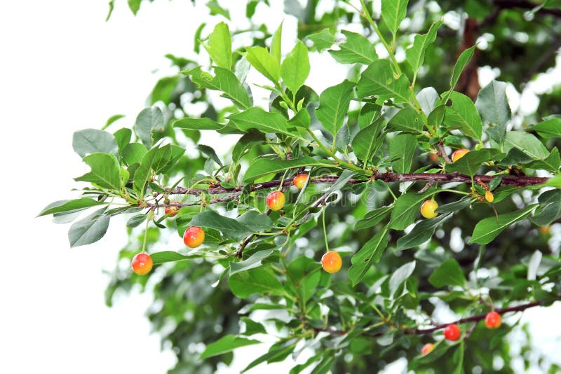 Branch of cherry and green leaves stock photography