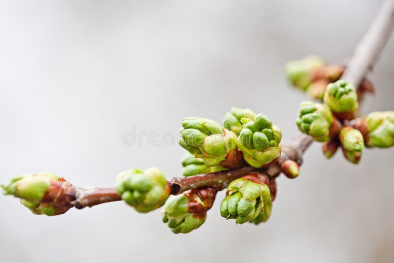 Branch of Cherry Tree with Kidneys Stock Image Image of tree, buds
