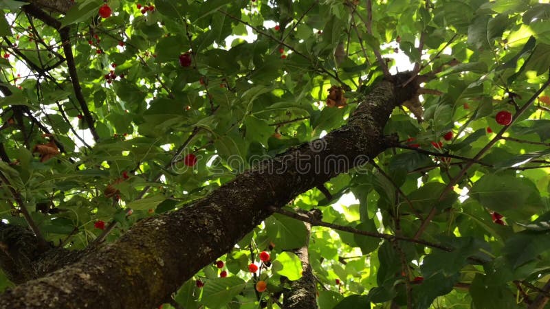 A branch of a cherry tree with a large bunch of cherries.