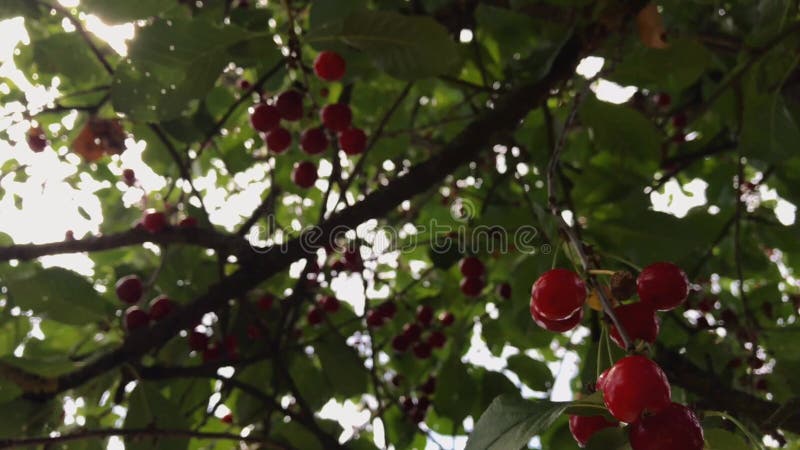 A branch of a cherry tree with a large bunch of cherries.