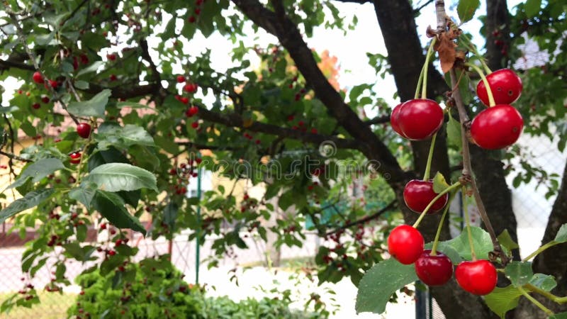 A branch of a cherry tree with a large bunch of cherries.