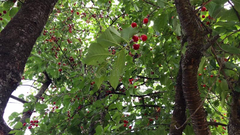 A branch of a cherry tree with a large bunch of cherries.