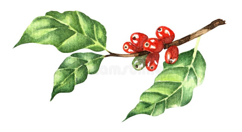 Branch of coffee with red beans. Watercolor illustration of arabica coffee.