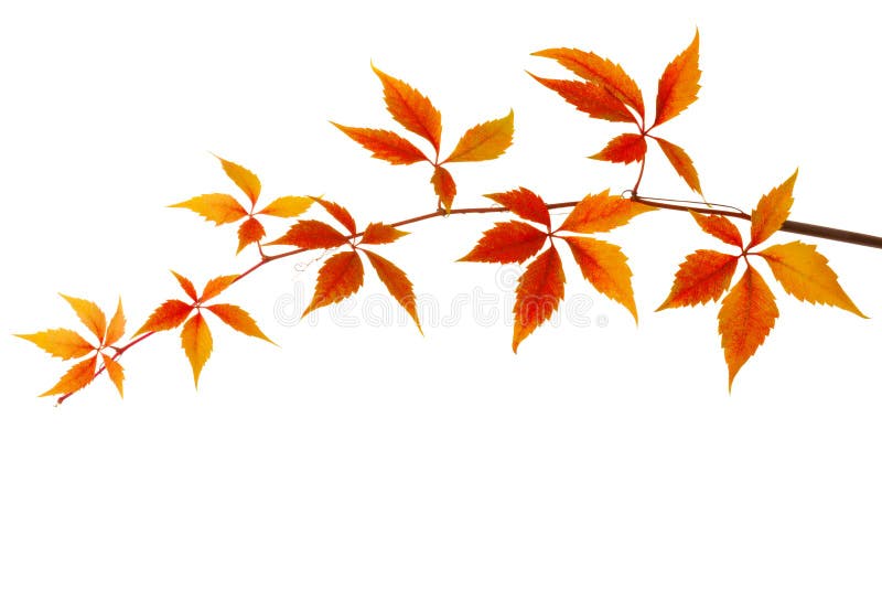 Branch of colorful autumn leaves isolated on a white background. Virginia creeper royalty free stock images