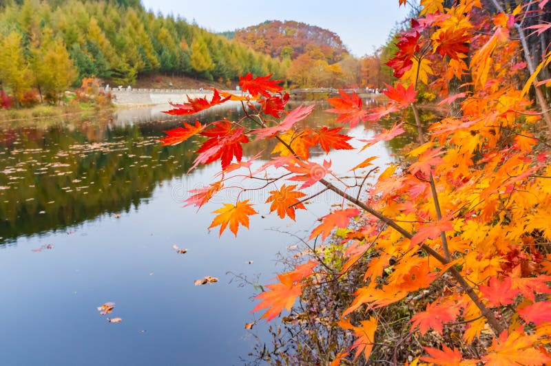 Branch with colorful leaves over the lake in the Laobiangou district of Benxi