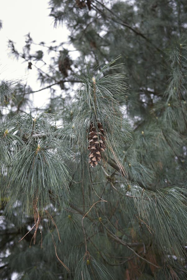 Mature cones of Pinus strobus. Branch with cones of Pinus strobus tree