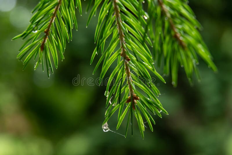 Branch of a coniferous tree with drops of water