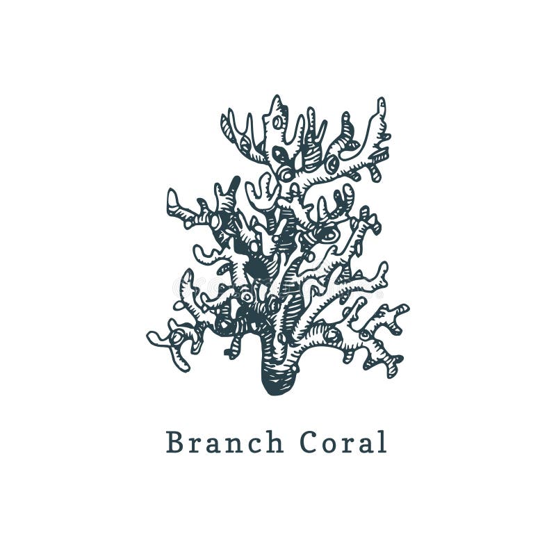 Branch Coral Vector Illustration.Drawing of Sea Polyp on White