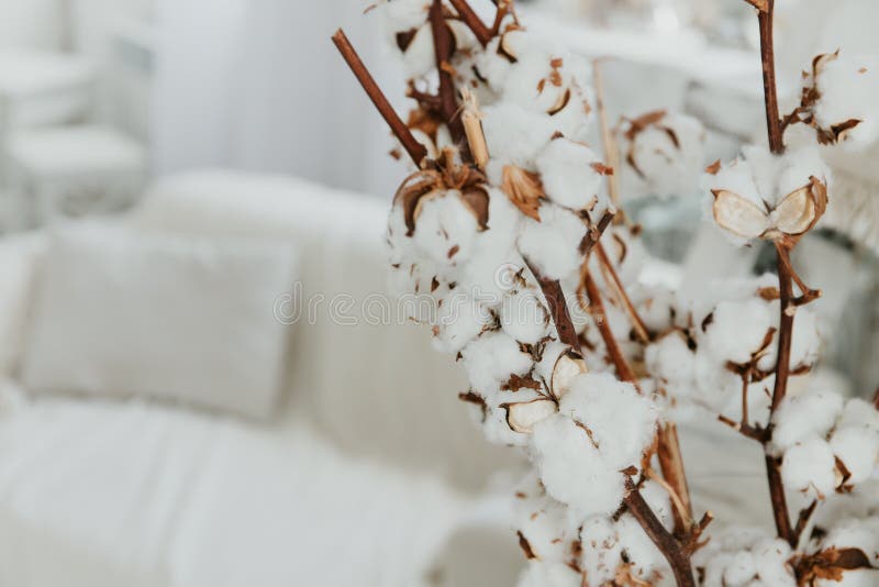 Cotton in vase stock image. Image of plant, vogue, home 1772637