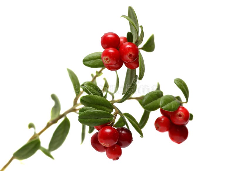 3,116 Cranberry Branch White Background Stock Photos Free & Royalty