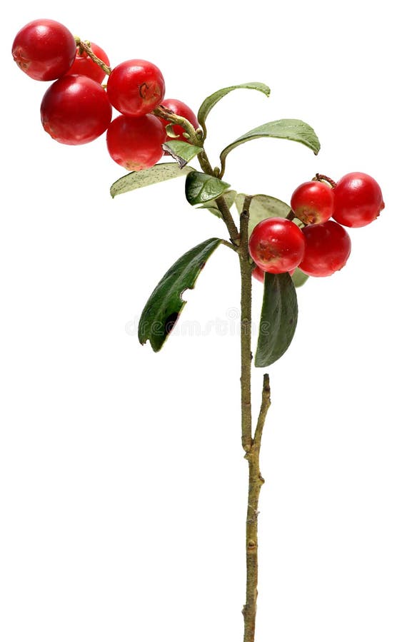 Branch Cranberries On A White Background Stock Photo Image of
