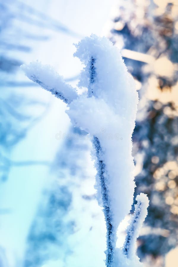Branch of a deciduous tree in the snow and hoarfrost close-up in the sky in the rays of the winter sun royalty free stock image