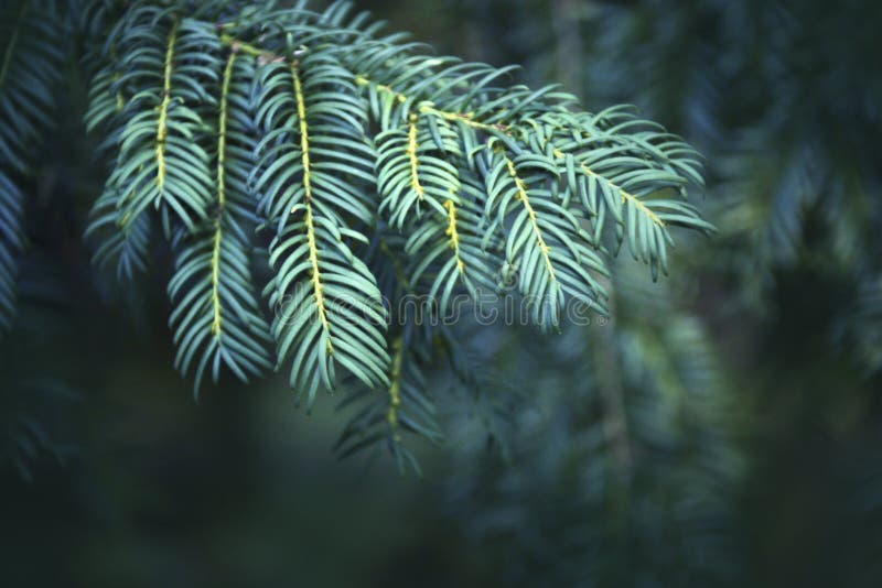 Branch decorative fir close-up in the back yard of a private house stock image