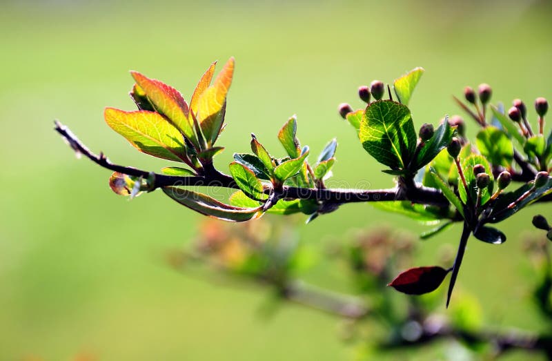 Branch Detail in Green