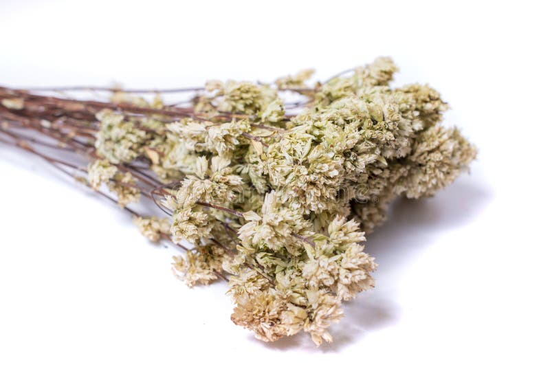 Branch of dried oregano stock image. Image of dried 152181795