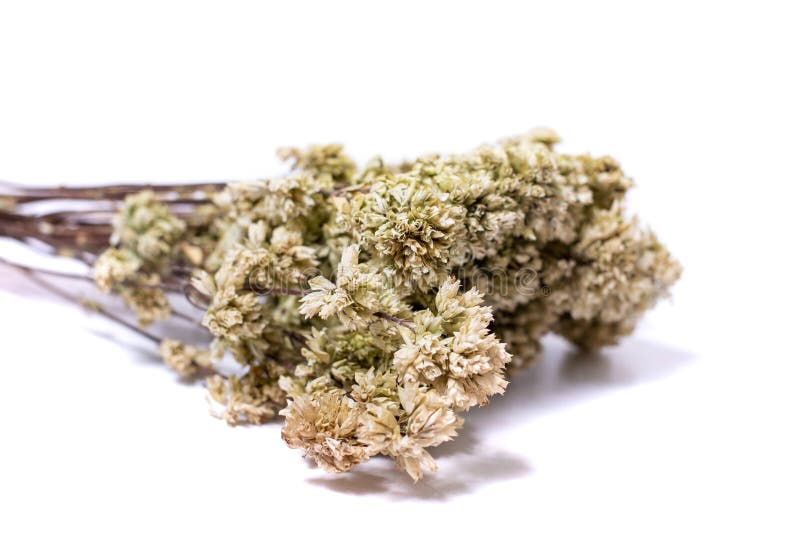 Branch of dried oregano stock image. Image of ingredient 152182373