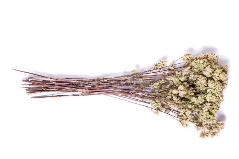 Branch of dried oregano stock image. Image of ingredient 152183121