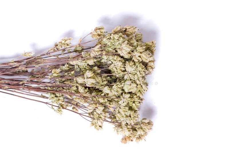 Branch of dried oregano stock photo. Image of food, green 152182946