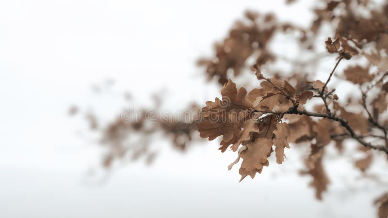 Branch with dry oak leaves against white background