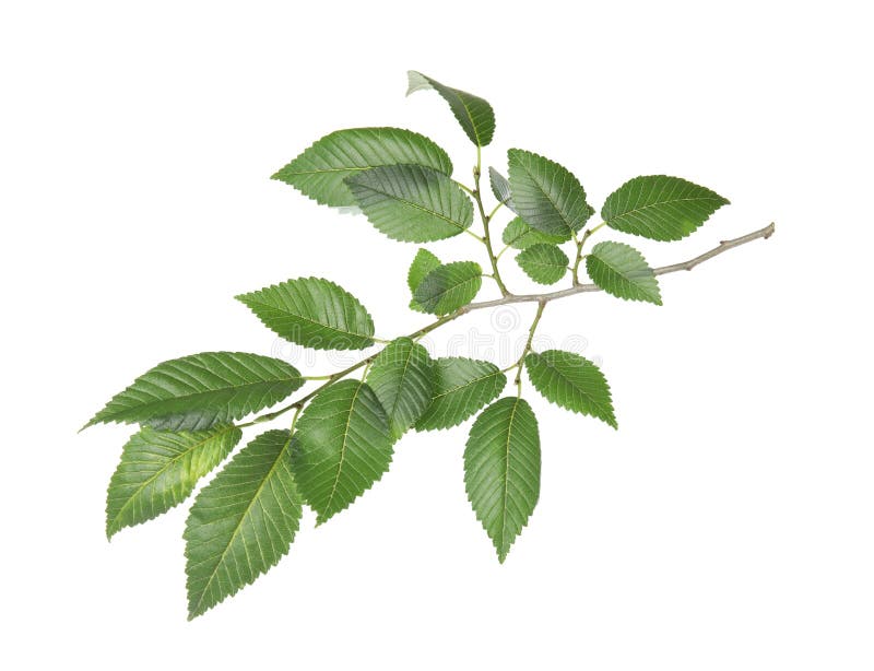 Branch of elm tree with young fresh green leaves isolated. Spring season